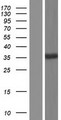 RSRP1 Protein - Western validation with an anti-DDK antibody * L: Control HEK293 lysate R: Over-expression lysate