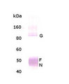 RSV / Respiratory Syncytial Virus Antibody - 3 ug of RSV virions (subgroup A-Long strain) were loaded on SDS-PAGE, transferred to a PVDF membrane and detected with rabbit anti-RSV (Long strain) Polyclonal Antibody at a 1:1000 dilution. Goat anti-rabbit secondary antibody was used at 1:10000 dilution. The antibody detects the following RSV proteins: Glycoprotein (G) ~90 kD, Fusion (F) protein) ~55 kD, and nucleocapsid (N) protein) ~46 kD. Overexposure of the blot can result in detection of M2 protein (~22 kDA-not shown).