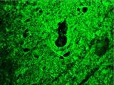 RTN1 / Reticulon 1 Antibody - Immunofluorescent staining on frozen section of swine brain