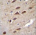RUSC2 Antibody - RUSC2 Antibody immunohistochemistry of formalin-fixed and paraffin-embedded human brain tissue followed by peroxidase-conjugated secondary antibody and DAB staining.