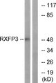 RXFP3 Antibody - Western blot analysis of lysates from K562 cells, using RXFP3 Antibody. The lane on the right is blocked with the synthesized peptide.