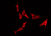 RXFP3 Antibody - Staining HeLa cells by IF/ICC. The samples were fixed with PFA and permeabilized in 0.1% Triton X-100, then blocked in 10% serum for 45 min at 25°C. The primary antibody was diluted at 1:200 and incubated with the sample for 1 hour at 37°C. An Alexa Fluor 594 conjugated goat anti-rabbit IgG (H+L) Ab, diluted at 1/600, was used as the secondary antibody.