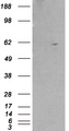RXRB Antibody - HEK293 overexpressing RXRB (RC200516) and probed with (mock transfection in first lane).