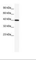 RXRG Antibody - HepG2 Cell Lysate.  This image was taken for the unconjugated form of this product. Other forms have not been tested.