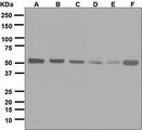 RXTA / RXR-Alpha Antibody - Western blot analysis on (A) MCF-7, (B) HeLa, (C) K562, (D) RAW 264.7, (E) PC-12, and (F) NIH/3T3 cell lysates using anti-Retinoid X receptor alpha antibody.