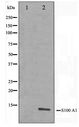 S100A1 / S100-A1 Antibody - Western blot of A549 cell lysate using S100 A1 Antibody