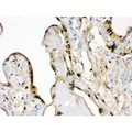 S100A6 / Calcyclin Antibody - S100 alpha 6 antibody IHC-paraffin. IHC(P): Human Placenta Tissue.