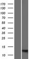 S100A7L2 Protein - Western validation with an anti-DDK antibody * L: Control HEK293 lysate R: Over-expression lysate
