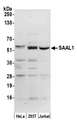 SAAL1 Antibody - Detection of human SAAL1 by western blot. Samples: Whole cell lysate (50 µg) from HeLa, HEK293T, and Jurkat cells prepared using NETN lysis buffer. Antibody: Affinity purified rabbit anti-SAAL1 antibody used for WB at 0.1 µg/ml. Detection: Chemiluminescence with an exposure time of 3 minutes.