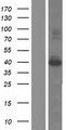 SAC3D1 Protein - Western validation with an anti-DDK antibody * L: Control HEK293 lysate R: Over-expression lysate