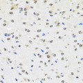 SAFB2 Antibody - Immunohistochemistry of paraffin-embedded mouse brain tissue.