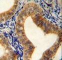 SAHH / AHCY Antibody - AHCY Antibody immunohistochemistry of formalin-fixed and paraffin-embedded human uterus tissue followed by peroxidase-conjugated secondary antibody and DAB staining.