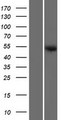 SAMD14 Protein - Western validation with an anti-DDK antibody * L: Control HEK293 lysate R: Over-expression lysate