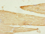 SAMM50 Antibody - Immunohistochemistry of paraffin-embedded human skeletal muscle tissue at dilution of 1:100