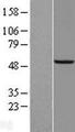 SAMM50 Protein - Western validation with an anti-DDK antibody * L: Control HEK293 lysate R: Over-expression lysate