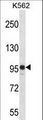 SAP130 Antibody - SAP130 Antibody western blot of K562 cell line lysates (35 ug/lane). The SAP130 antibody detected the SAP130 protein (arrow).