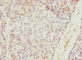 SAP30BP / HTRG Antibody - Immunohistochemistry of paraffin-embedded human pancreatic tissue at dilution 1:100