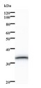 SARNP / Hcc-1 / CIP29 Antibody - Western blot of immunized recombinant protein using CIP29 antibody.