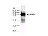 SARS-CoV Nucleoprotein Antibody - Anti-SARS CoV Nucleocapsid (N) protein Antibody - Western Blot. Western blot of Protein A Purified anti-SARS CoV Nucleocapsid (N) protein antibody shows detection of a 46-kD band corresponding to the protein. Approx. 100 ng of protein was loaded for SDS-PAGE and transferred onto nitrocellulose. The blot was incubated with a 1:5000 dilution of the antibody at room temperature for 1 h followed by detection using IRDye800 labeled Goat-a-Rabbit IgG [H&L] ( diluted 1:10000. The fluorescence image was captured using the Odyssey Infrared Imaging System developed by LI-COR. IRDye is a trademark of LI-COR, Inc. Other detection systems will yield similar results.