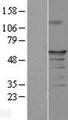 SAXO1 / FAM154A Protein - Western validation with an anti-DDK antibody * L: Control HEK293 lysate R: Over-expression lysate