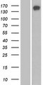 SBNO1 Protein - Western validation with an anti-DDK antibody * L: Control HEK293 lysate R: Over-expression lysate