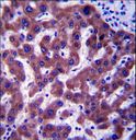 SC4MOL Antibody - ERG25 Antibody immunohistochemistry of formalin-fixed and paraffin-embedded human liver tissue followed by peroxidase-conjugated secondary antibody and DAB staining.