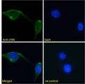 SCA2 / LY6E Antibody - SCA2 / LY6E antibody immunofluorescence analysis of paraformaldehyde fixed NIH3T3 cells, permeabilized with 0.15% Triton. Primary incubation 1hr (10ug/ml) followed by Alexa Fluor 488 secondary antibody (2ug/ml), showing membrane staining. The nuclear stain is DAPI (blue). Negative control: Unimmunized goat IgG (10ug/ml) followed by Alexa Fluor 488 secondary antibody (2ug/ml).