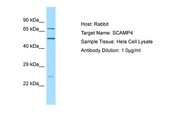 SCAMP4 Antibody -  This image was taken for the unconjugated form of this product. Other forms have not been tested.
