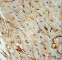 SCARA5 Antibody - SCAR5 Antibody immunohistochemistry of formalin-fixed and paraffin-embedded human skeletal muscle followed by peroxidase-conjugated secondary antibody and DAB staining.