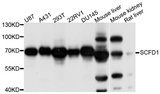 SCFD1 / SLY1 Antibody - Western blot analysis of extracts of various cell lines.