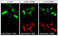 SCG10 / STMN2 Antibody - STMN2 Antibody - Staining of STMN2 in HEK293T cells transfected with GFP or a GFP-STMN2 fusion. Antibody was used at a dilution of 1:1000 (A, B) and 1:3000 (C).