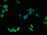 SCGB1A1 / Uteroglobin Antibody - Immunofluorescent analysis of HepG2 cells using SCGB1A1 Antibody at dilution of 1:100 and Alexa Fluor 488-congugated AffiniPure Goat Anti-Rabbit IgG(H+L)