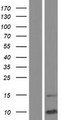 SCGB1D1 Protein - Western validation with an anti-DDK antibody * L: Control HEK293 lysate R: Over-expression lysate