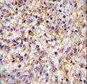 SCGF Antibody - CLEC11A Antibody immunohistochemistry of formalin-fixed and paraffin-embedded human spleen tissue followed by peroxidase-conjugated secondary antibody and DAB staining.