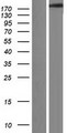 SCN4A / Nav1.4 Protein - Western validation with an anti-DDK antibody * L: Control HEK293 lysate R: Over-expression lysate