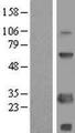 SCNM1 Protein - Western validation with an anti-DDK antibody * L: Control HEK293 lysate R: Over-expression lysate