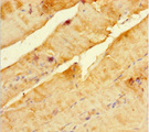 SCOC Antibody - Immunohistochemistry of paraffin-embedded human skeletal muscle tissue using SCOC Antibody at dilution of 1:100
