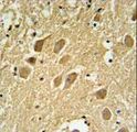 SCRN1 / Secernin 1 Antibody - SCRN1 Antibody IHC of formalin-fixed and paraffin-embedded human brain tissue followed by peroxidase-conjugated secondary antibody and DAB staining.