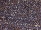 SCRN1 / Secernin 1 Antibody - IHC of paraffin-embedded Human lymph node tissue using anti-SCRN1 mouse monoclonal antibody. (Heat-induced epitope retrieval by 1 mM EDTA in 10mM Tris, pH8.5, 120°C for 3min).