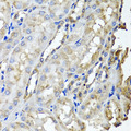 SCYL1 / NTKL Antibody - Immunohistochemistry of paraffin-embedded rat kidney tissue.