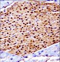 SCYL3 Antibody - Mouse Scyl3 Antibody immunohistochemistry of formalin-fixed and paraffin-embedded mouse pancreas tissue followed by peroxidase-conjugated secondary antibody and DAB staining.