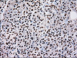 SCYL3 Antibody - IHC of paraffin-embedded pancreas tissue using anti-SCYL3 mouse monoclonal antibody. (Dilution 1:50).