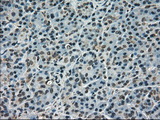 SCYL3 Antibody - IHC of paraffin-embedded pancreas tissue using anti-SCYL3 mouse monoclonal antibody. (Dilution 1:50).