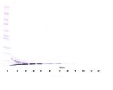 SDF1 / CXCL12 Antibody - Western Blot (reducing) of SDF-1 / CXCL12 antibody. This image was taken for the unconjugated form of this product. Other forms have not been tested.