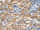 SDF2 Antibody - SDF2 antibody SDF2(stromal cell-derived factor 2) Antibody was used in IHC to stain formalin-fixed, paraffin-embedded human kidney.  This image was taken for the unconjugated form of this product. Other forms have not been tested.