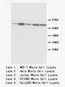 SDHA Antibody -  This image was taken for the unconjugated form of this product. Other forms have not been tested.