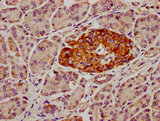SDHAF2 Antibody - Immunohistochemistry Dilution at 1:300 and staining in paraffin-embedded human pancreatic tissue performed on a Leica BondTM system. After dewaxing and hydration, antigen retrieval was mediated by high pressure in a citrate buffer (pH 6.0). Section was blocked with 10% normal Goat serum 30min at RT. Then primary antibody (1% BSA) was incubated at 4°C overnight. The primary is detected by a biotinylated Secondary antibody and visualized using an HRP conjugated SP system.