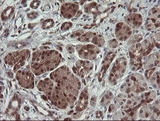 SDSL / Serine Dehydratase-Like Antibody - IHC of paraffin-embedded Human pancreas tissue using anti-SDSL mouse monoclonal antibody. (Heat-induced epitope retrieval by 10mM citric buffer, pH6.0, 100C for 10min).