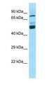 SEC14L1 Antibody - SEC14L1 antibody Western Blot of Jurkat.  This image was taken for the unconjugated form of this product. Other forms have not been tested.