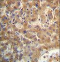 SEC14L4 Antibody - SEC14L4 Antibody immunohistochemistry of formalin-fixed and paraffin-embedded human liver tissue followed by peroxidase-conjugated secondary antibody and DAB staining.